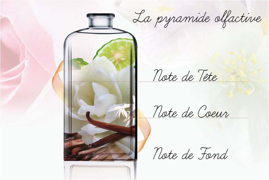 Quelles sont les principales notes olfactives des parfums ?